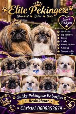 Gorgeous Pekingese puppies