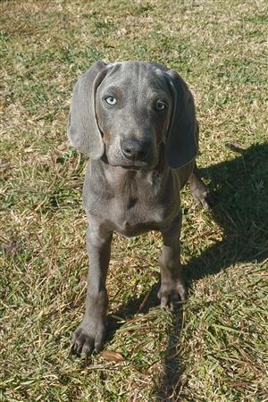 Weimaraner male puppy