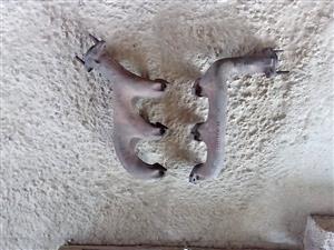 Ford (V6) exhaust manifold set