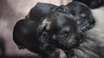 Schnauzer puppies Salt and Pepper