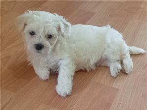 Maltese Poodle Puppies 