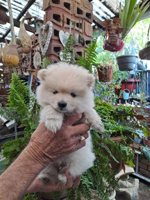 Pomeranian Puppy 