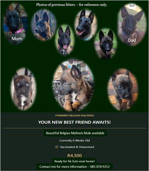 Pure bred Belgian Malinois male 