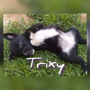 Cute Puppies Urgently Need Loving Homes 