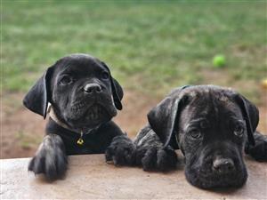 Gorgeous Cane Corso Puppies