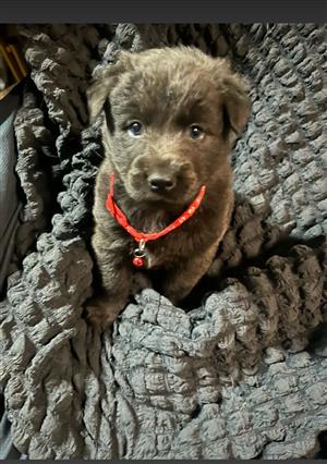 Beautiful blue german sheperd pups 