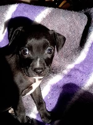 One female chihuahua x jack russel puppies available to approved home only