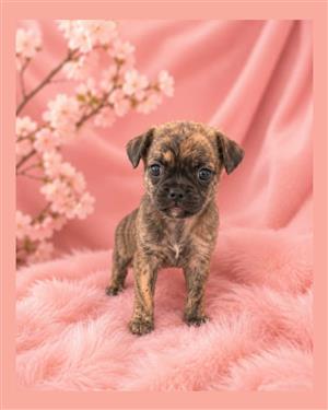 Pug x Chihuahua puppy