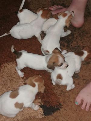 Jack Russel Puppies
