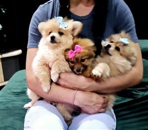 Toypom puppies.