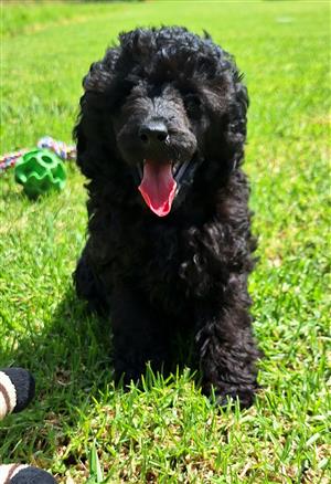Toy Poodle puppy
