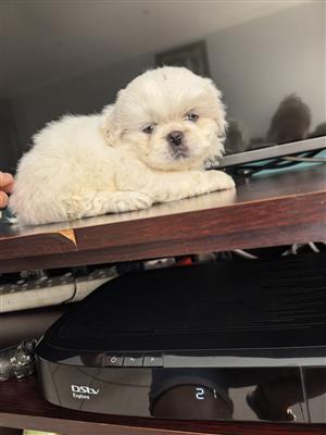 Pekingese puppies
