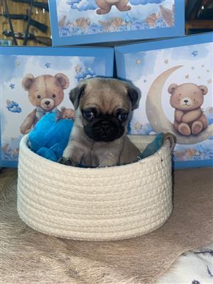 Pug Puppy