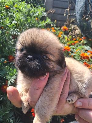 Pekingese puppies