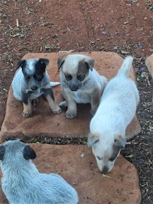 Australian cattledog puppies available. 