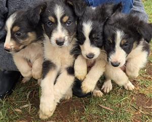 Aussie Collie pups