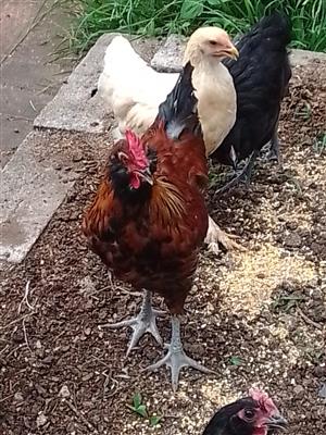 Chickens and Coturnix Quail available