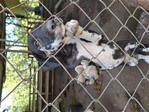 female Great dane puppies