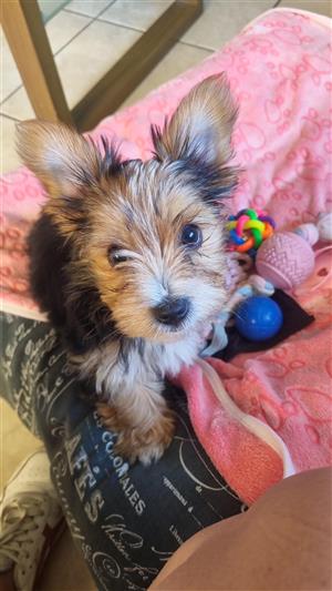 Yorkie Biewer 