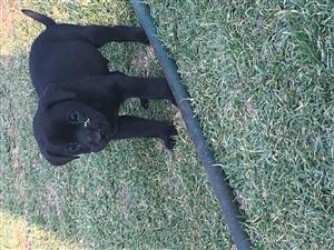 Black Labrador puppies for sale