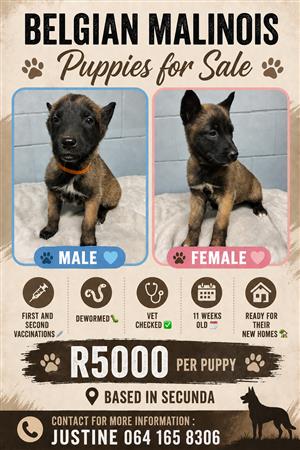 Belgian Malinois Puppies 