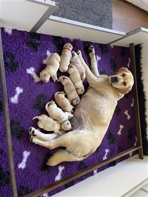 Labrador Retriever puppies for sale
