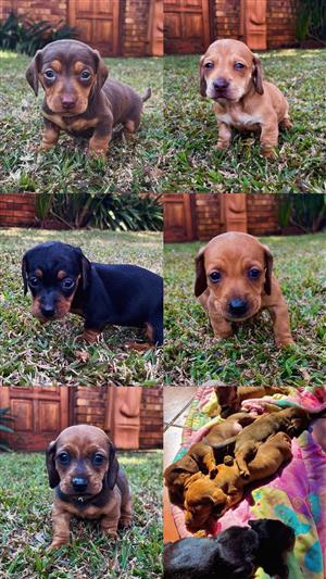 Pure breed dachshund puppies for sale 