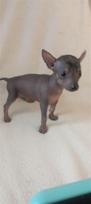 Mexican hairless female