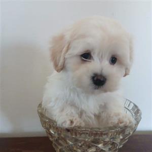 Miniature Maltese 