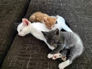 Kittens looking for a home 