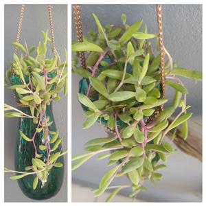 More Beautiful Plants
