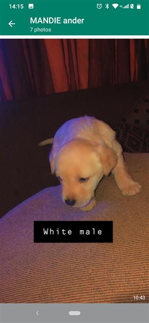 Labrador puppies for sale 