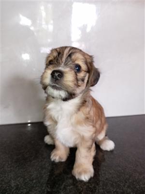 Morkie puppies for sale 