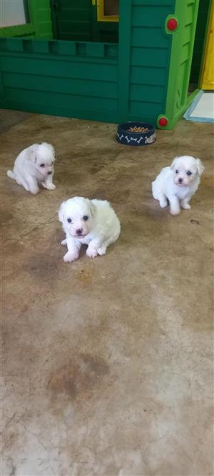 Maltese pups for sale