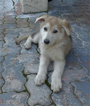 Pure Bred Blonde German Shepperd Puppy is Looking for a Loving, Responsible Fore