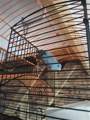 Birds with cages