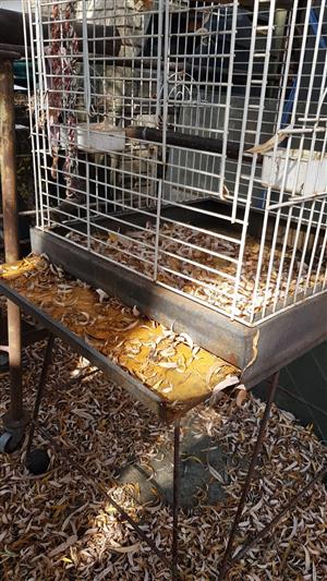 Parrot bird cage on wheels easily cleanable