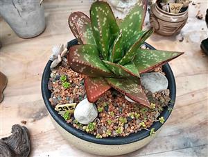 Succulent in a cement pot
