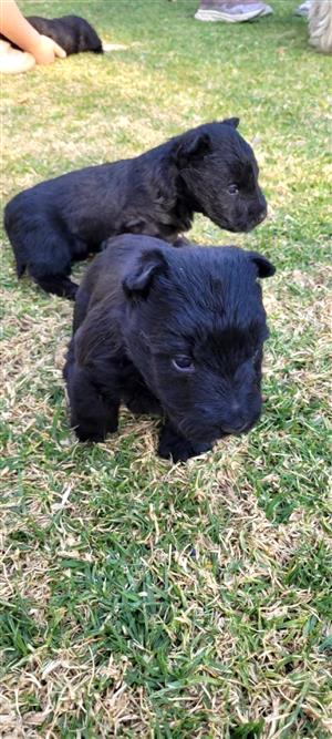 Scottish Terrier Puppies for sale