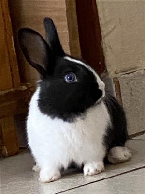 4 Beautiful Dwarf Bunny Rabbits for sale
