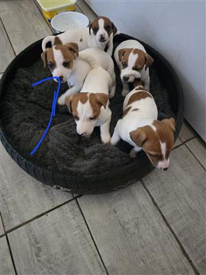 Purebred Jack Russel puppies