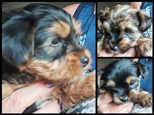 yorkie puppies