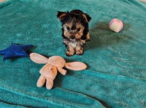 A Yorkie female