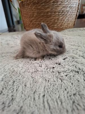 Only 2 beautiful female bunnies left  Our gorgeous Jersey Wooly cross Nether