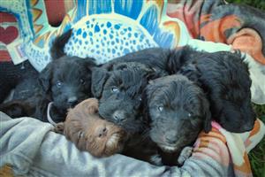 Border Collie Poodle Mix- Bordoodle, Border Doodle