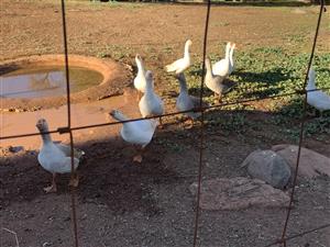 Geese for sale