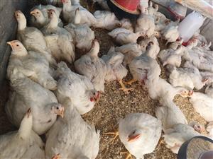 Broiler chickens 
