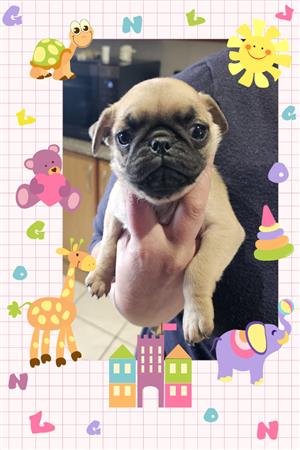 Female Pug puppie