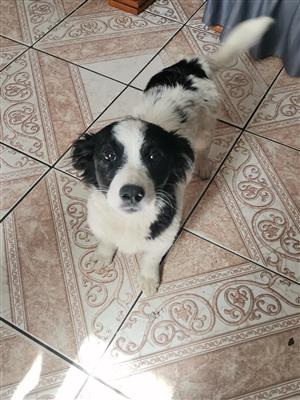Lovely collie female puppy 