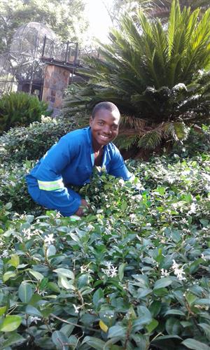 Very good and hard working Malawian Gardener with refs needs work.